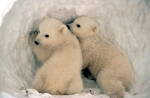 Photo of polar bear cubs